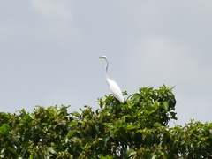 Ardea alba