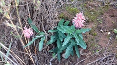 Veltheimia capensis