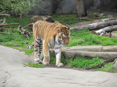 Panthera tigris altaica