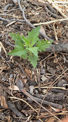 Chenopodiastrum hybridum