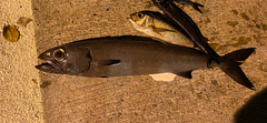 Ruvettus pretiosus