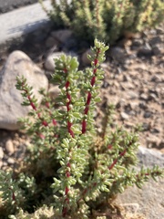 Halogeton glomeratus