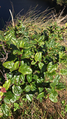 Viburnum treleasei