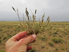 Enneapogon desvauxii