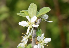 Prunus spinosa dasyphylla