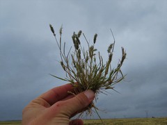 Enneapogon desvauxii