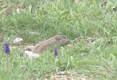 Spermophilus taurensis