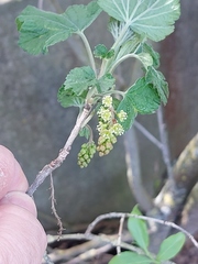 Ribes multiflorum