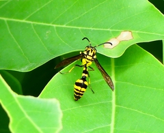 Phimenes flavopictus flavopictus