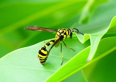 Phimenes flavopictus flavopictus