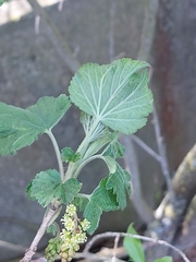 Ribes multiflorum