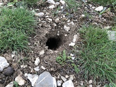 Spermophilus taurensis