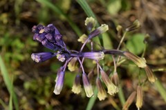 Bellevalia trifoliata