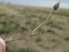 Enneapogon desvauxii