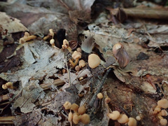 Cudonia lutea
