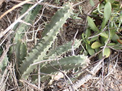 Huernia