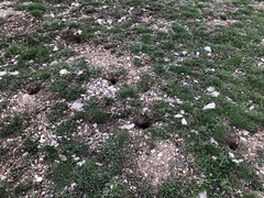 Spermophilus taurensis