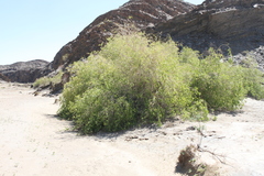 Salvadora persica persica