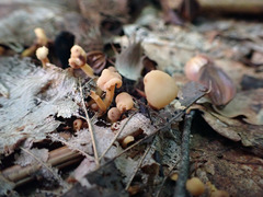 Cudonia lutea