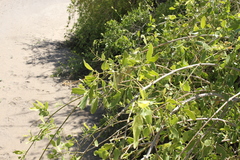 Salvadora persica persica
