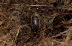 Dermestes frischii