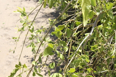 Salvadora persica persica