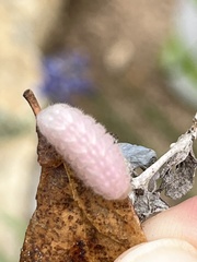 Callophrys henrici
