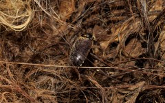 Dermestes frischii