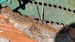 Tarentola mauritanica