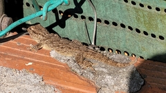 Tarentola mauritanica