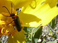 Lytta crotchii