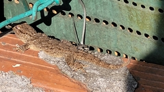 Tarentola mauritanica