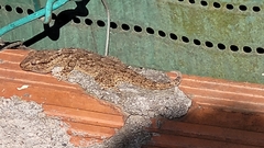 Tarentola mauritanica