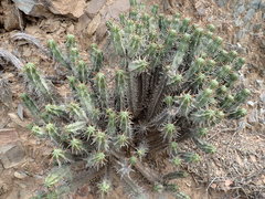 Euphorbia heptagona