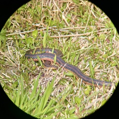 Farancia erytrogramma