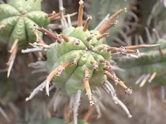 Euphorbia heptagona