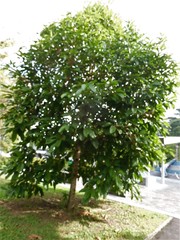 Sterculia parviflora