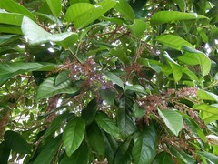 Sterculia parviflora