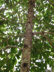 Sterculia parviflora