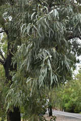 Eucalyptus leptophleba