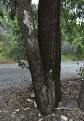 Eucalyptus leptophleba