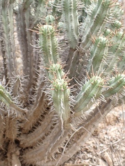 Euphorbia heptagona