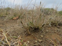 Enneapogon desvauxii