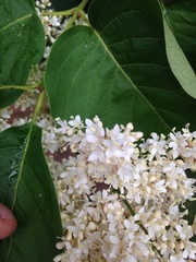Syringa reticulata