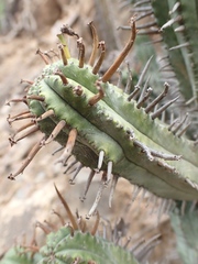 Euphorbia heptagona