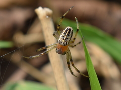 Alpaida veniliae