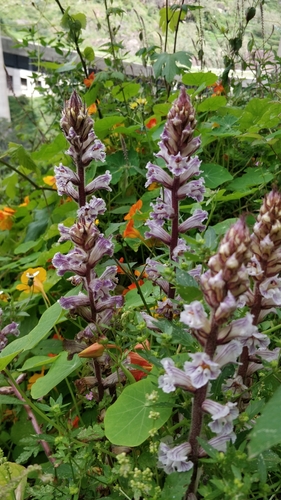 Orobanche crenata image