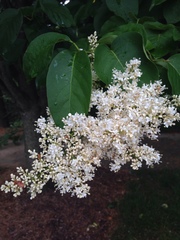 Syringa reticulata