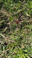 Plesiopelma longisternale