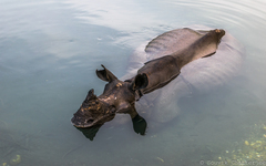 Rhinoceros unicornis